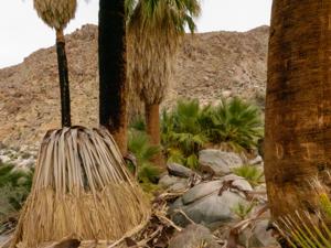 49 Palms Oasis At The Creek